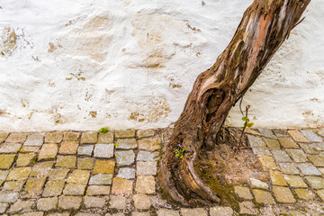 The trunk of the vine on the cobblestone street of the city of Porto