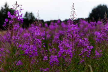 Obraz premium Large meadow of blooming purple fireweed flower (Chamaenerion angustifolium, Epilobium angustifolium).