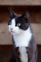 Smoky green-eyed handsome cat portrait