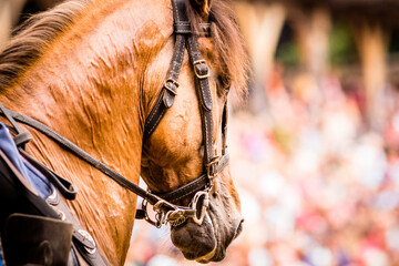 portrait of horse on the outside