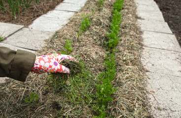 Mulching with dry grass around the shoots of carrots. Vegetable crops grow in the garden in organic...