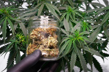 dried hemp buds in a glass jar against the background of a hemp bush in a man's hand