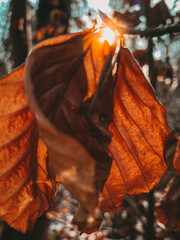 Herbstlaub mit Sonnenstrahlen im Hintergrund