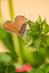 Geranium bronze or brun des pélargoniums butterfly, (Cacyreus marshalli), on green closed geranium buds