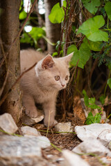 Britisch Kurzhaar Kitten erkundet den bepflanzten Garten