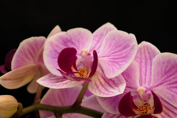 Fototapeta na wymiar purple orchids flowers on a black background