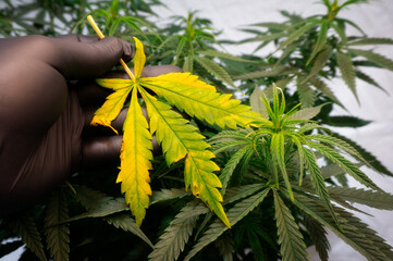 yellow cannabis leaf burned by light or fertilizer against a background of healthy green leaves