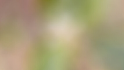 Citrus aurantifolia (Christm.) Swingle Common name: Common lime This picture was taken whole flower. The face is clear after blur In the backyard, the flowers are short, 5-7 flowers, white flowers, 4-