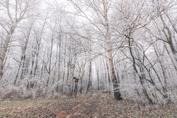 Forest trees covered with snow on frosty evening. Beautiful winter panorama. Landscape of spooky winter forest covered by mist, wide angle view