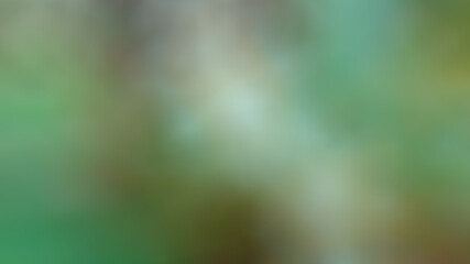 Eggplant flower, scientific name Solanum torvum Swartz. In the backyard in the morning Saw water droplets on the inflorescence, very beautiful Classified as a vegetable, herb Popularly grown to become