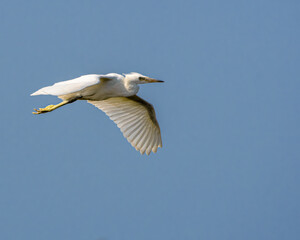 Fototapeta na wymiar Little Egret (Egretta garzetta) in flight in the UK with blue sky background.