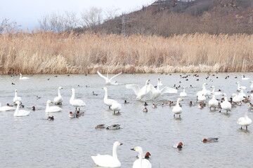 Fototapeta premium Japanese waterfowl