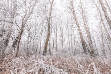 Forest trees covered with snow on frosty evening. Beautiful winter panorama. Landscape of spooky winter forest covered by mist, wide angle view