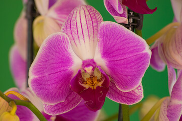 Fototapeta na wymiar Violet and white orchid (Phalaenopsis), blooming with green background, close view