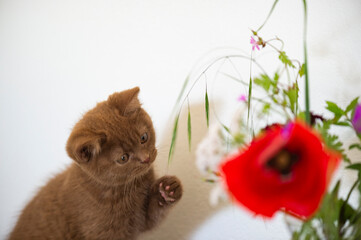 Britisch Kurzhaar Kitten spielt mit Blumen