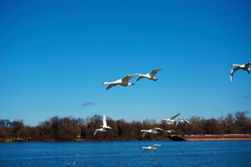 Swans flying