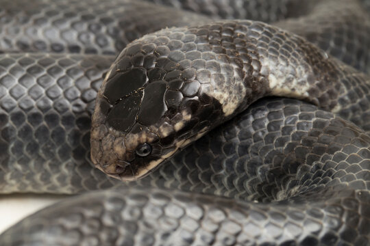 The yellow-lipped sea krait (Laticauda colubrina), banded sea krait, or colubrine sea krait. on white background