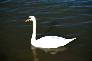 Swan