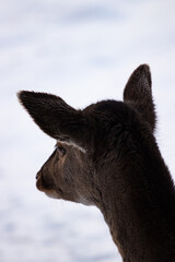 Fototapeta premium Deer in the forest
