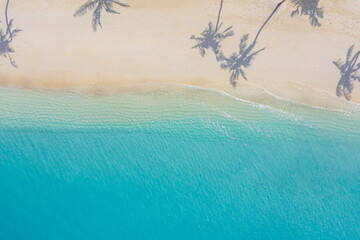 Aerial view top view beautiful topical beach white sand coconut palm tree shadows sea shore landscape top view empty and clean beach. Waves surf empty beach from above. Summer vacation travel template