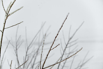 Close-up glittering tree branches with a thick layer of ice. Winter concept.