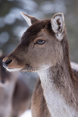 Deer in the forest