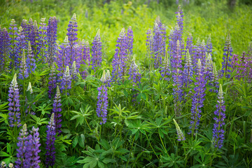 Violet lupin flowers blossoming in summer garden