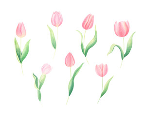 Watercolor hand-painted pink spring tulips set isolated on white background. Perfect for spring greeting cards, wedding invitations, frames. 