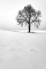 2 Bäume einsam Schnee Winter Horizont Jahreszeit Kulisse Graustufen Kontrast Sauerland Deutschland Wiblingwerde Lüdenscheid Iserlohn Weide Wiese unberührt Natur Jahreszeit Weihnachten Saison Wandern 