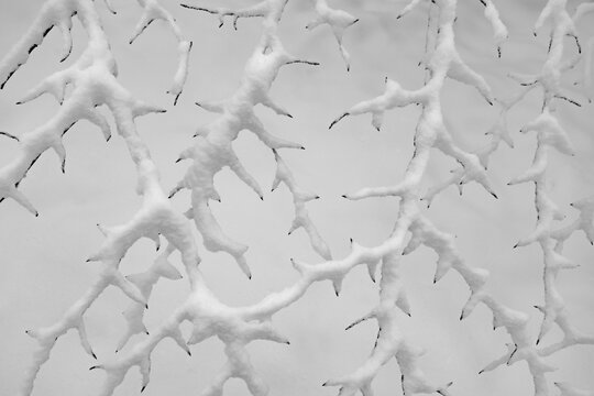 &Auml;ste Ast Zweige Verzweigung Winter Schnee Kristalle hell spitz Dorn Stachel Hintergrund geometrisch Kontrast Wald Sauerland bizarr feingliedrig Form Struktur Ver&auml;stelung Details 