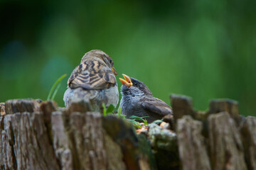 Fototapeta premium Junger Haussperling bettelt um Futter