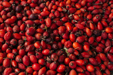 Dog rose. Medicinal plants herbs composition. Vitamin C.