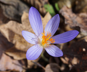 Lilac crocus on a background of dry leaves