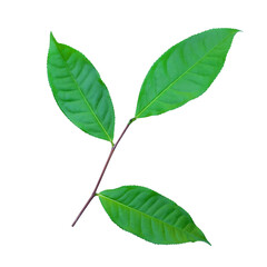green tea leaves isolated on white background with clipping path for design elements, fresh green leaves
