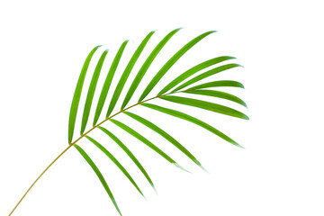 leaves of palm tree isolated on white background, summer background