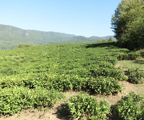 Fototapeta na wymiar Planting green tea in the mountains