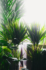 palm green leaves background. floristic shop