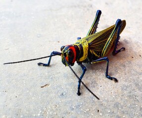 grasshopper on the ground