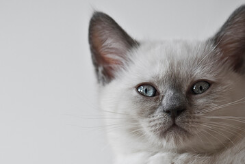 Britisch Kurzhaar Colourpoint