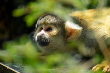 Close up of a Bolivian squirrel monkey (scientific name saimiri boliviensis)