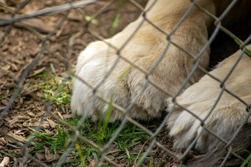 Close up of the fore paws of lion (panthera leo) through a chainlink fence