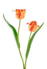 Two tulip flowers.