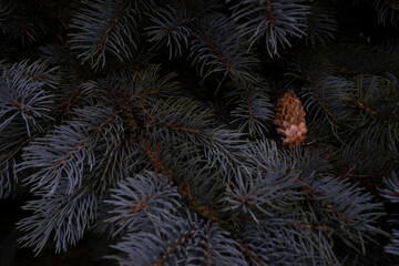 Forest landscape with prickly branches of a fir and pine cone