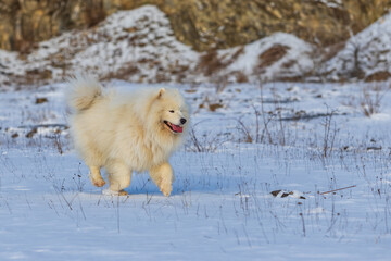 Samoyed - Samoyed beautiful breed Siberian white dog running in the snow. The dog's tongue is out, snow is flying around him.