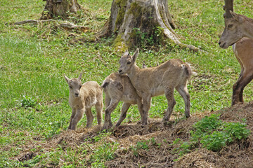 Junge Steinb&ouml;cke