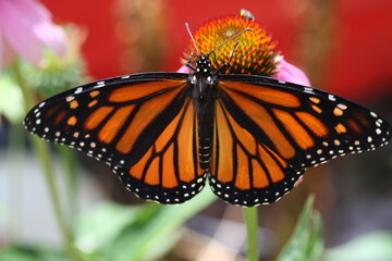 Monarch Butterfly on a flower