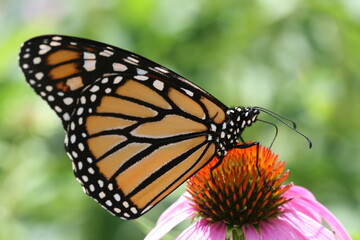 Monarch butterfly sitting on an echinacea, feeding.