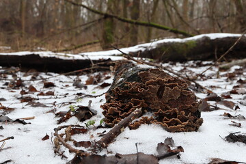 Leaf fungus on a log, winter mushrooms 