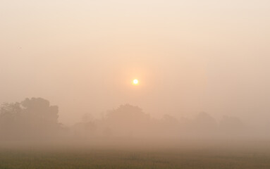 Obraz na płótnie Canvas Blur scene of orange sun and tree in nature fog
