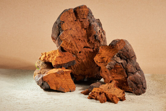 Natural chaga mushroom pieces on a beige background. Inonotus Obliquus is a medical plant.